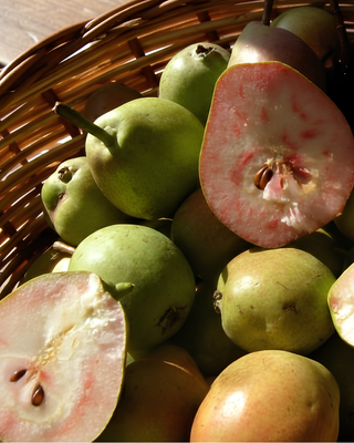PIANTA DI PERA COCOMERINA ESTIVA (BRIACA) "PYRUS COMMUNIS"
