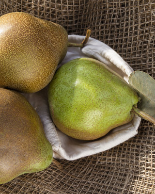 PIANTA DI PERA MORA DI FAENZA "PYRUS COMMUNIS"