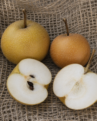 PIANTA DI PERA NASHI HOSUI "PYRUS PYRIFOLIA"