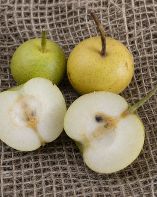 PIANTA DI PERA NASHI NIJISSEIKI "PYRUS PYRIFOLIA"