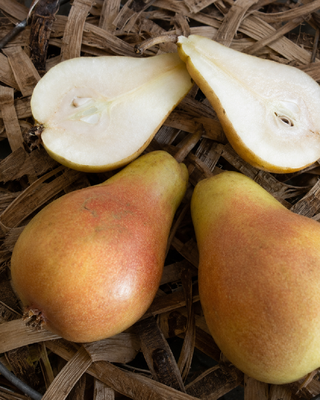 PIANTA DI PERA SAN GIOVANNI "PYRUS COMMUNIS"