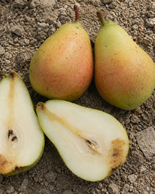 PIANTA DI PERA SPADONA ESTIVA "PYRUS COMMUNIS"