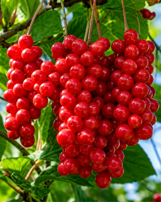 PIANTA DI SCHISANDRA CHINENSIS "AUTOFERTILE"