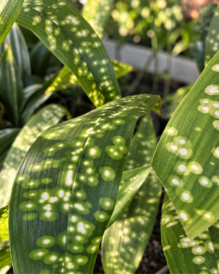 ASPIDISTRA SICHUANENSIS "KINBOSHI"