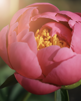 PEONIA PINK HAWAIIAN CORAL