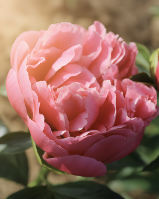 PEONIA PINK HAWAIIAN CORAL