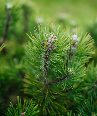 Pinus mughus subsp. mughus-Pino mugo