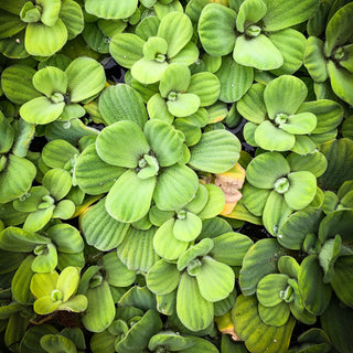 Pistia stratiotes