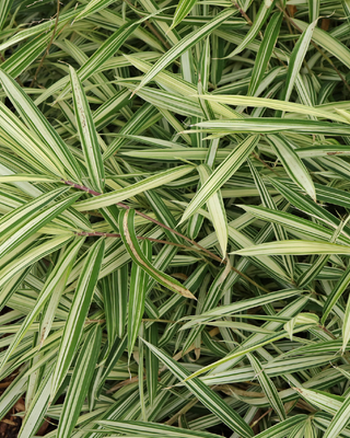 PLEIOBLASTUS FORTUNEI "VARIEGATUS"