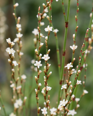 POLYGONUM SCOPARIUM