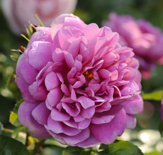 Princess Anne (Auskitchen, 2010)