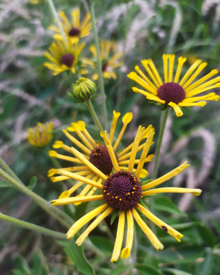 RUDBECKIA SUBTOMENTOSA "HENRY EILERS"