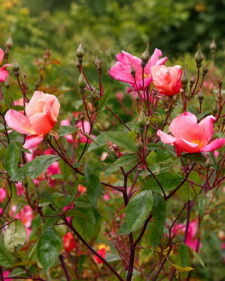 ROSA CHINENSIS "MUTABILIS"