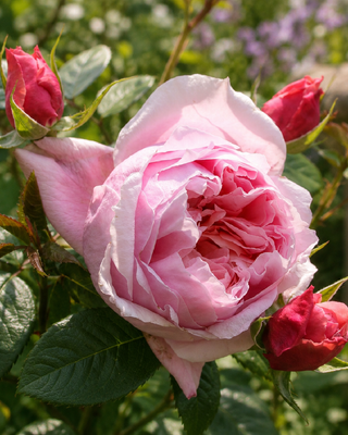 ROSA "GARTENTRÄUME" ®