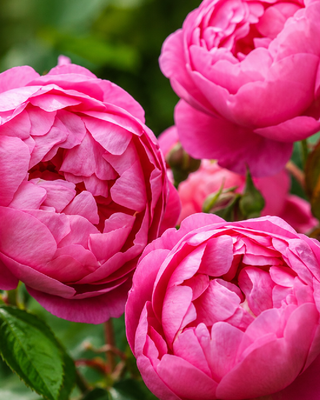 ROSA "ROYAL JUBILEE" ®