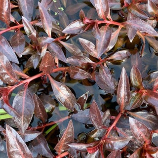 ROTALA ROTUNDIFOLIA RED
