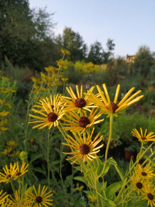 Rudbekia subtomentosa "Henry Eilers"