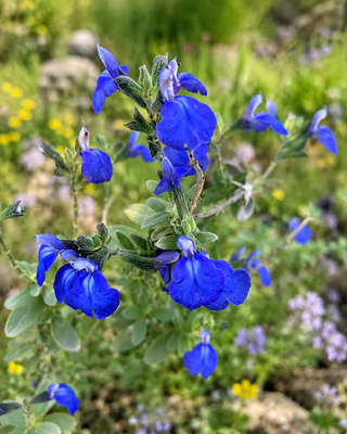 SALVIA CHAMAEDRYOIDES