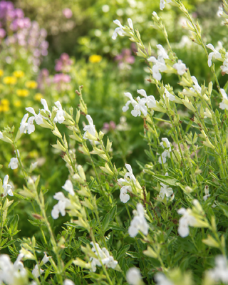 SALVIA GREGGII "ALBA"