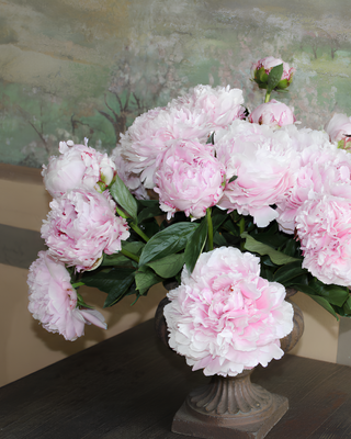 PEONIA SARAH BERNHARDT