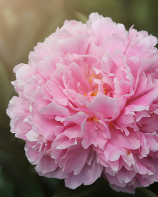 PEONIA SARAH BERNHARDT