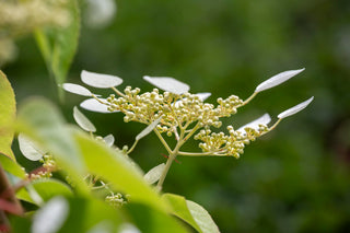 Schizopragma Integrifolia ‘Moonlight’
