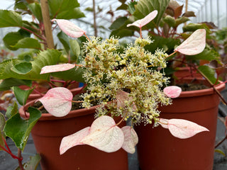 Schizopragma Rosa