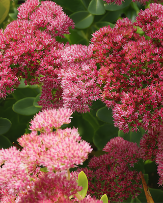 SEDUM "AUTUMN JOY"