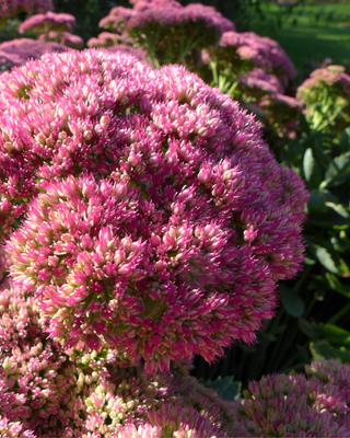 SEDUM "AUTUMN JOY"