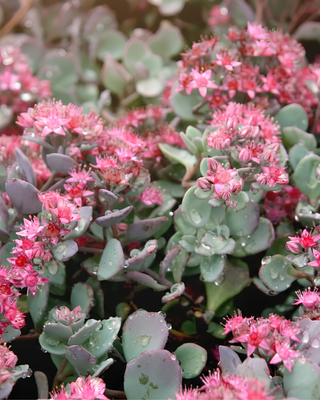 SEDUM CAUTICOLA "LIDAKENSE"