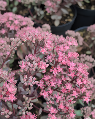 SEDUM CAUTICOLA "LIDAKENSE"