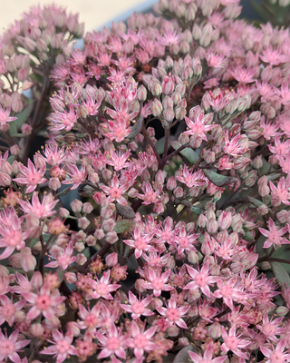 SEDUM CAUTICOLA "LIDAKENSE"