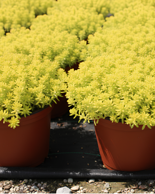 SEDUM JAPONICUM "TOKYO SUN"
