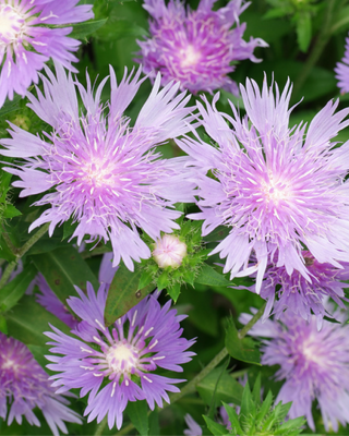 STOKESIA LAEVIS "MEL'S BLUE"
