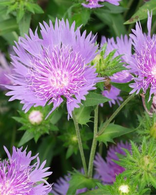 STOKESIA LAEVIS "MEL'S BLUE"