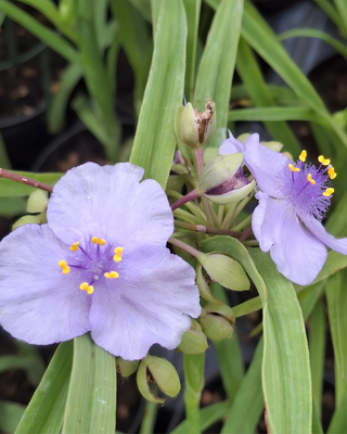 TRADESCANTIA ANDERSONIANA "LITTLE DOLL"