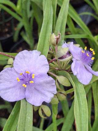 Tradescantia andersoniana 'Little Doll'