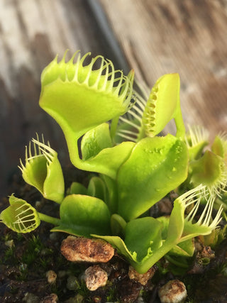 Dionaea muscipula ‘Trichterfalle’ (“Funnel Trap”)