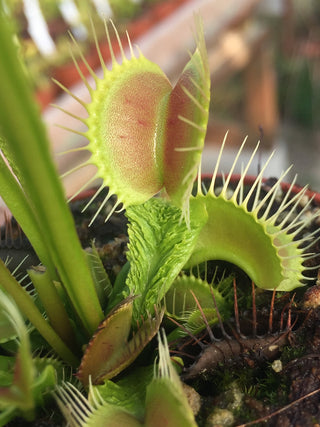 Dionaea muscipula ‘Trichterfalle’ (“Funnel Trap”)