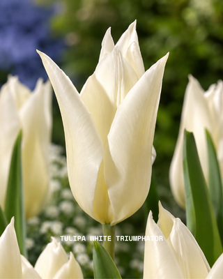 Giardino Bianco