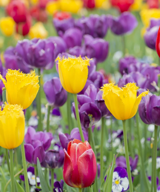 Tulipani Crispa O Frangiati In Miscuglio