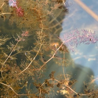 URTICULARIA VULGARIS