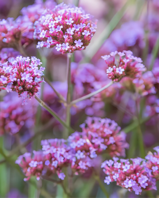 VERBENA BONARIENSIS