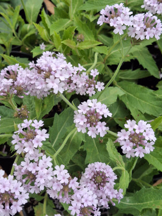 Verbena rigida 'Polaris'
