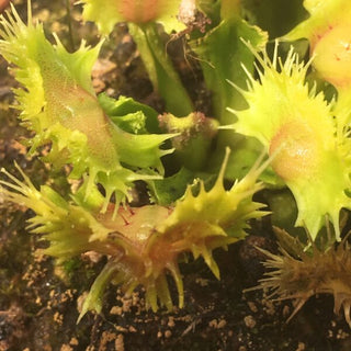Dionaea muscipula “ViC Punk”