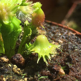 Dionaea muscipula “ViC Punk”