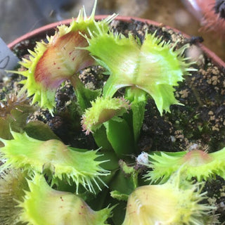 Dionaea muscipula “ViC Punk”