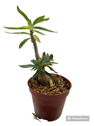 Pachypodium succulentum