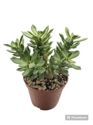 Euphorbia lugardiae