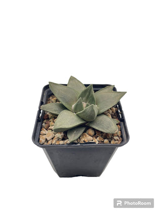 Ariocarpus retusus